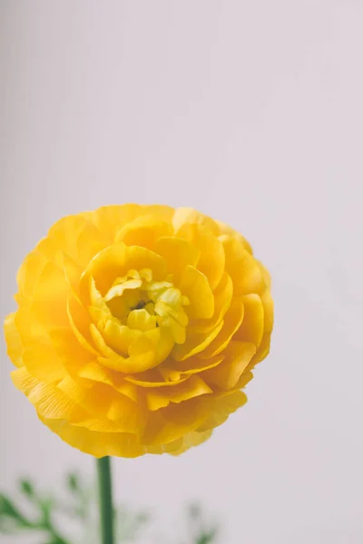 Vacker gul Ranunculus asiaticus blomma på våren — Stockfoto