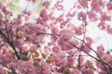 Bahçede kiraz çiçeği sakura