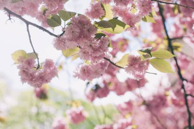 Bahçede kiraz çiçeği sakura