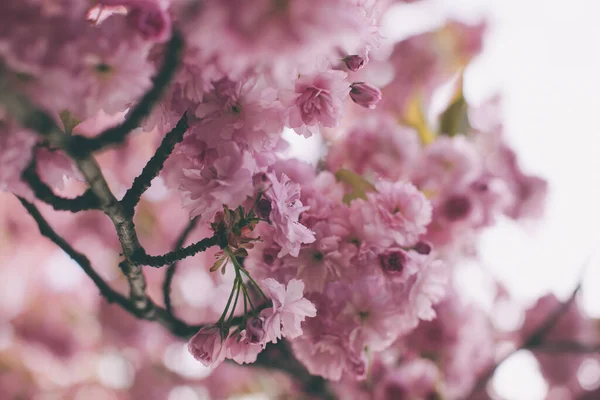 Sakura cseresznyevirág a kertben Stock Kép