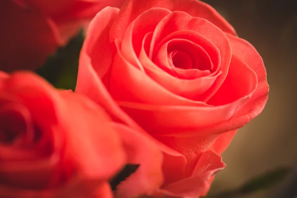特写背景的粉红玫瑰 — 图库照片