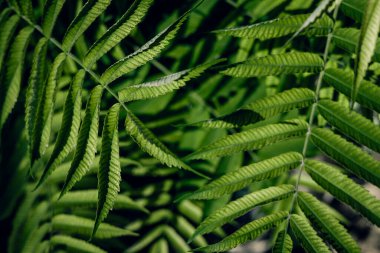 Sirke ağacı, rhus typhina arka planda kalır.