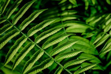 Rhus typhina doku arkaplanı bırakır. Sumac ağacı