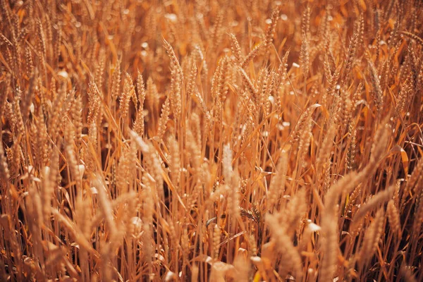 Campo Trigo Dourado Perto Hora Nascer Sol Conceito Colheita — Fotografia de Stock