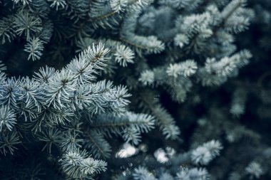 Mavi ladin dalları arka planda. Noel ağacı. Firavun ağacı dalı