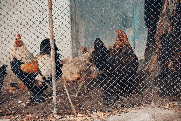 Scène Rurale Économie Domestique Concept Volaille Poulets Coup Etat — Photo