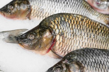 Buzdaki taze balık sazan balığının yakın görüntüsü. Taze balık konsepti seçimi 