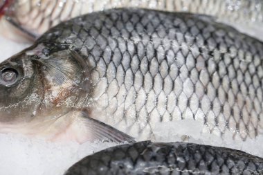 Buzdaki taze balık sazan balığını yakından izle.