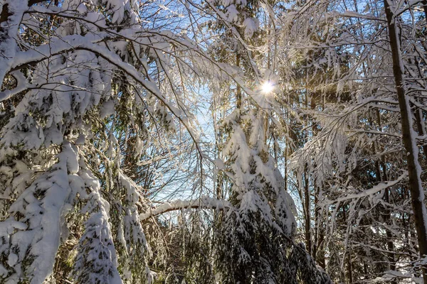 Зимний Лес Зимняя Страна Чудес — стоковое фото