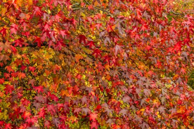 Sonbahar Yaprakları
