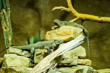 Terrarium içinde sürüngenler