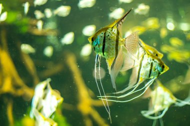 Akvaryumdaki balıklar