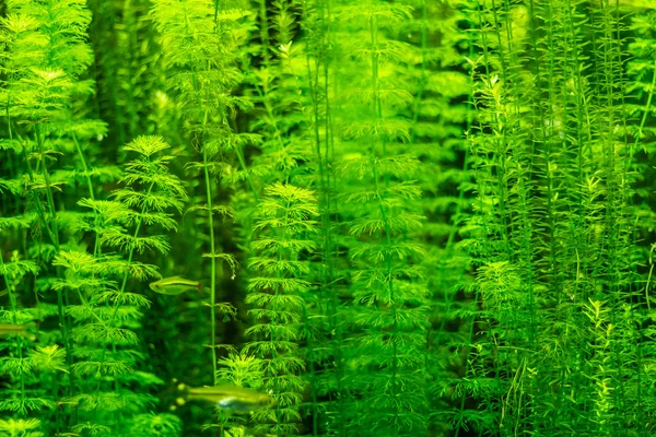 Beautiful underwater plants — Stock Photo, Image