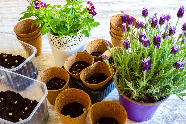 Planting flowers — Stock Photo, Image