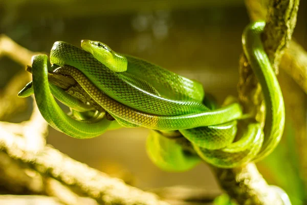 Snakes in a terrarium — Stock Photo, Image