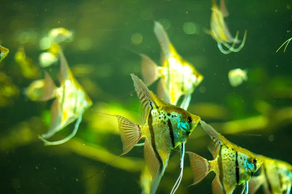 Poissons dans un aquarium — Photo