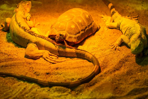 Reptilien im Terrarium — Stockfoto