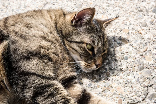 Gato gris — Foto de Stock