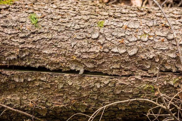 Tronco de un árbol — Foto de Stock