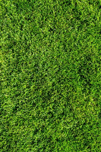 Grass — Stock Photo, Image