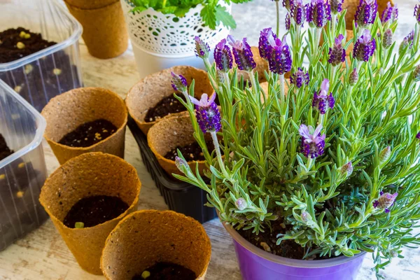 Plantation de fleurs à la maison — Photo