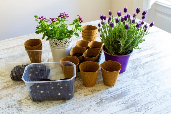 Planting flowers at home — Stock Photo, Image