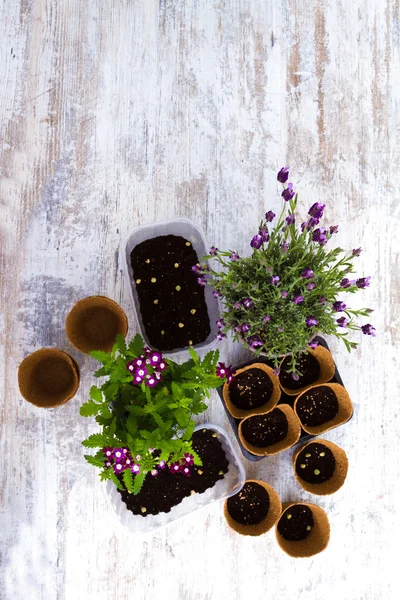 Planting flowers at home — Stock Photo, Image