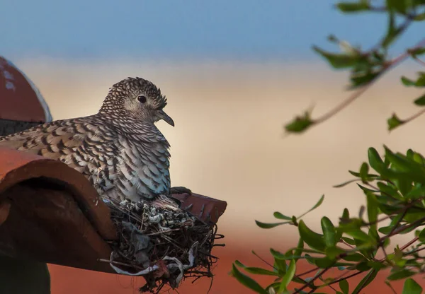 Vahşi anne güvercin yuvasında küçük güvercinlerle
