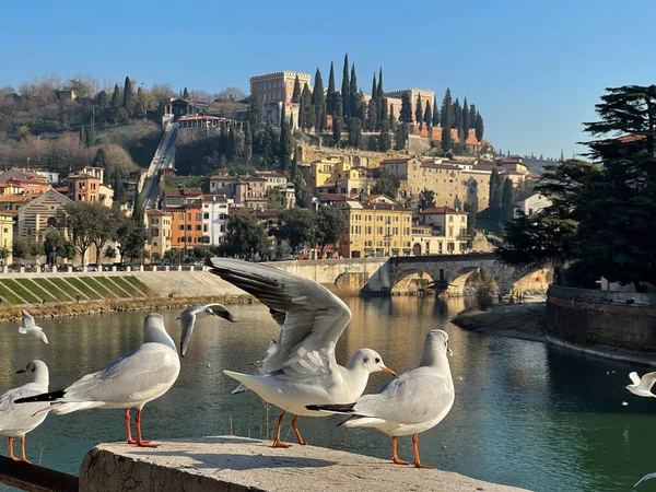 Seagulls Banks Adige River Background Castel San Pietro Overlooking Ancient — Stock Photo, Image