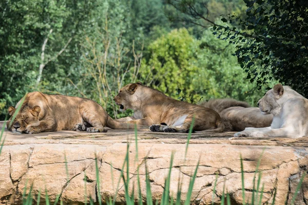 Löwengruppe — Stockfoto