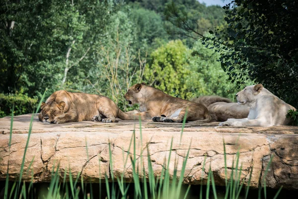 Group of lions