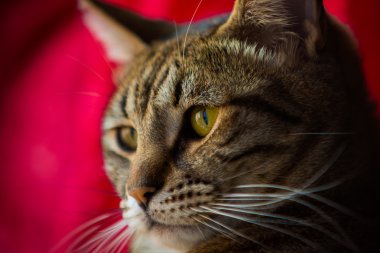 Bir tekir kedi yakın çekim.