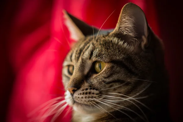 Primer plano de un gato tabby . — Foto de Stock