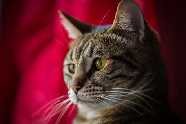 Primer plano de un gato tabby . — Foto de Stock