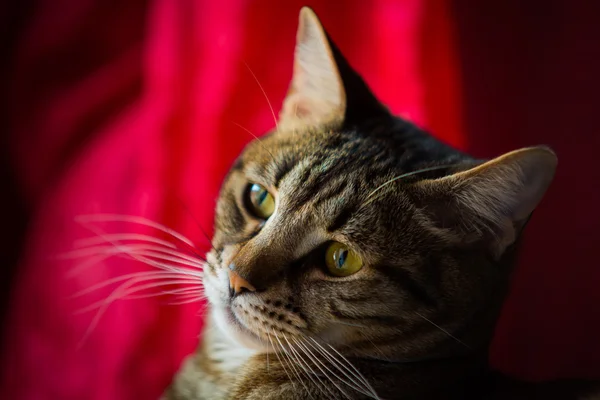 Detailní záběr mourovatá kočka. — Stock fotografie