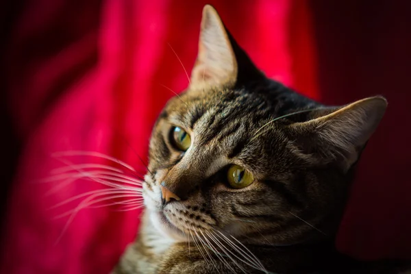 Bir tekir kedi yakın çekim.