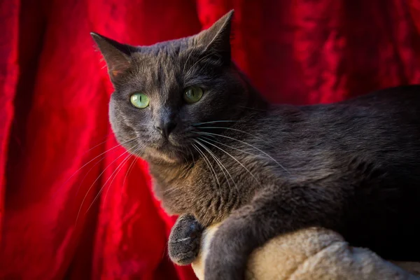 Close up de um gato Cartuxa . — Fotografia de Stock