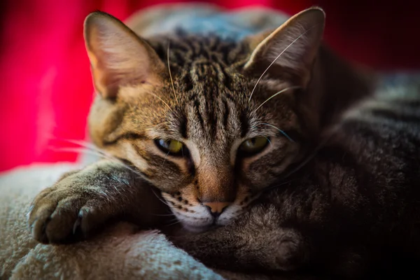 Close up of a tabby cat.