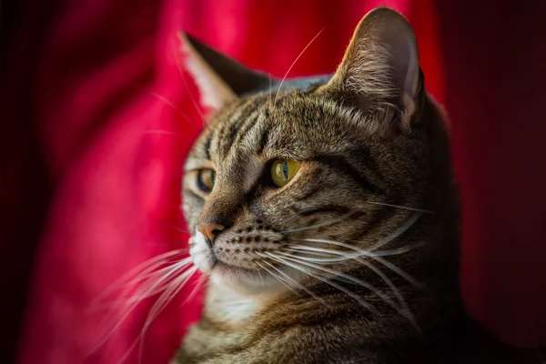 Fechar de um gato de mesa . Imagem De Stock