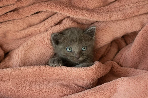 Маленькая Серая Кошка Розовом Одеяле Зевает Длинный Язык — стоковое фото