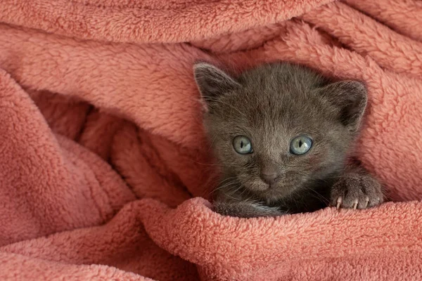 Маленькая Серая Кошка Розовом Одеяле Зевает Длинный Язык — стоковое фото