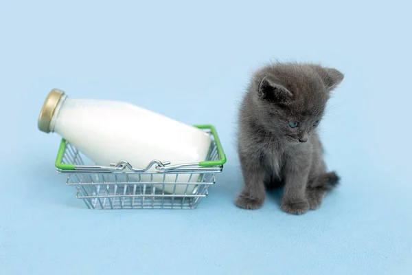 Kitten Bottle Milk Gray Cat Food Shopping Cart Blu Background — Stock Photo, Image