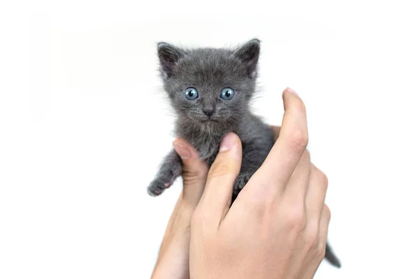一只灰色的猫手牵着一只白色的背景隔离 英国品种的刚出生的小猫 蓝眼睛 白头发 — 图库照片