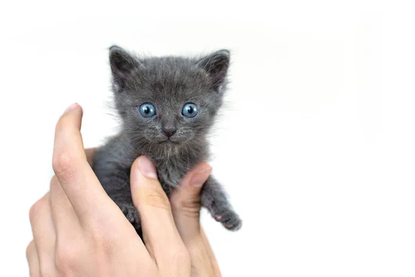 Grå Katt Händerna Vit Bakgrund Isolat Nyfödd Kattunge Brittisk Skapa — Stockfoto