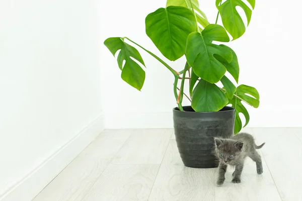 Gatinho Cinza Monstera Planta Casa Flor Vaso Interior Sem Pessoas — Fotografia de Stock