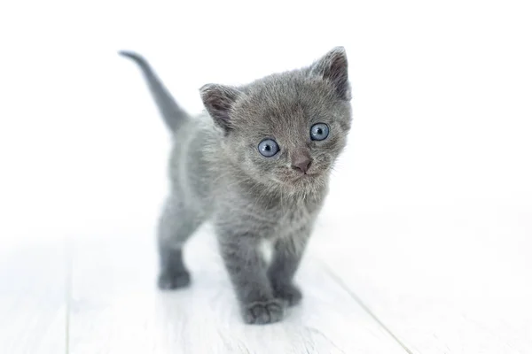 Gato Gris Las Manos Sobre Fondo Blanco Aislado Gatito Recién — Foto de Stock