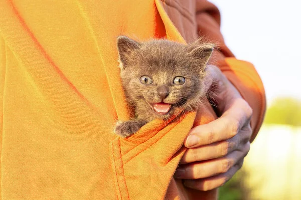 Gray Cat Hands Kitten Smiling Sitting Pocket Orange Clothes Copy — Stock Photo, Image