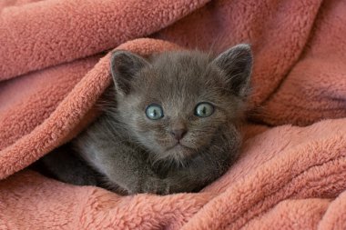 Pembe battaniyeli küçük gri kedi esniyor. Uzun dil.