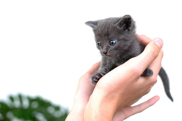 一只灰色的猫手牵着一只白色的背景隔离 英国品种的刚出生的小猫 蓝眼睛 白头发 — 图库照片