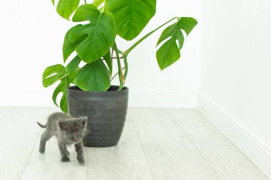 Gri kedi yavrusu ve ev bitkisi canavarı. İç kısımda saksı çiçeği